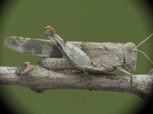 Oedipoda caerulescens caerulescens
